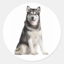 Search for alaskan malamute stickers Dog