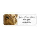 Search for dairy farm return address labels Cattle