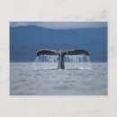 Search for humpback postcards Mammal