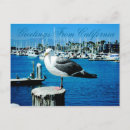 Search for shores Seagull