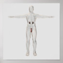 Search for penis art Testicle