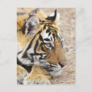 Search for bengals postcards Rajasthan