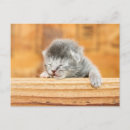 Search for newborn postcards Farm animal