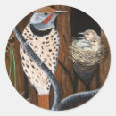 Search for flicker stickers Wildlife