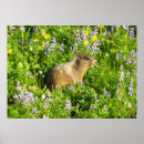 Search for marmot posters Wildlife