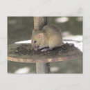Search for cute mouse postcards Adorable