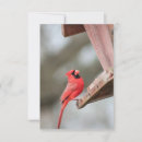 Search for red cardinal invitations Wildlife