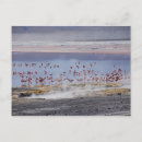 Search for james photography Wildlife