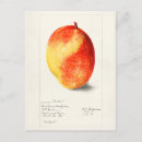 Search for mango postcards Fruit