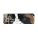 Search for bernard labels Dog