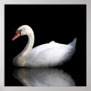 Search for swan posters Black