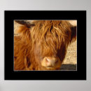 Search for bovine posters Photography