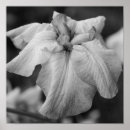 Search for white iris art Black and white