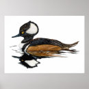 Search for merganser posters Waterfowl
