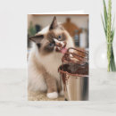 Search for ragdoll cat cards Kitty