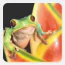 Search for red eye tree frog stickers Green