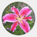 Search for stargazer lily stickers Garden