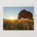 Search for corn field postcards Country