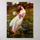 Search for schipperke posters Pets