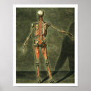 Search for muscular posters Gautier