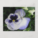 Search for pansy flower postcards Floral