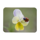 Search for ladybug magnets Focus