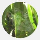 Search for cobweb stickers Arachnid
