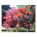 Search for japanese maple art Autumn