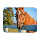 Search for lexington magnets Farm