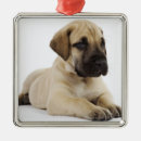 Search for great dane christmas tree decorations Animal
