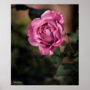 Search for flower pics posters Pink flowers