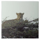 Search for low angle view tiles Wildlife