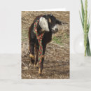 Search for pet goat postcards Photography
