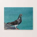 Search for pigeon puzzles Bird