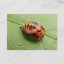 Search for ladybug business cards Ladybirds