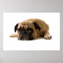 Search for sad posters Pet