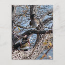 Search for wood ducks postcards Nature