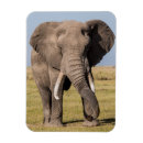 Search for aggressive magnets Wildlife