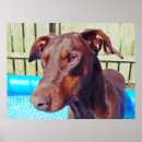 Search for dobermann posters Dog
