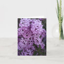 Search for lilac flowers cards Botanical