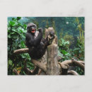 Search for gorillas postcards Nature
