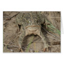 Search for common toad Toads
