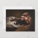 Search for german shorthaired pointers postcards Deutsch kurzhaar
