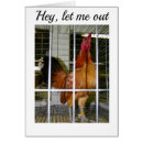 Search for funny chicken sayings postcards Photography