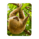 Search for down magnets Wildlife