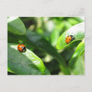 Search for ladybirds postcards Insects