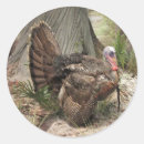 Search for round wild turkey stickers Bird