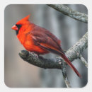 Search for birder stickers Birdwatching