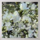 Search for white azalea art Nature