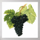Search for wine red posters Vineyard